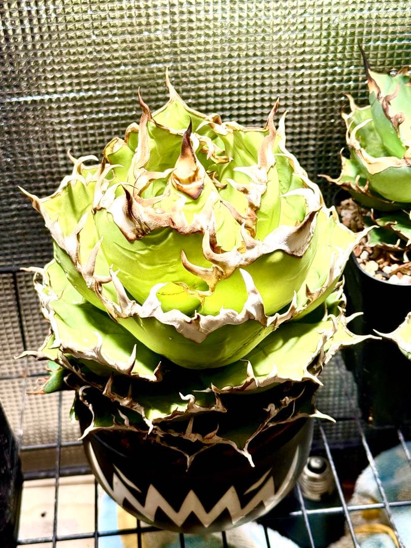 アガベ　チタノタ　シーザー大株 りょう | シーザー 大株になって大味になっちゃった 中株くらいから