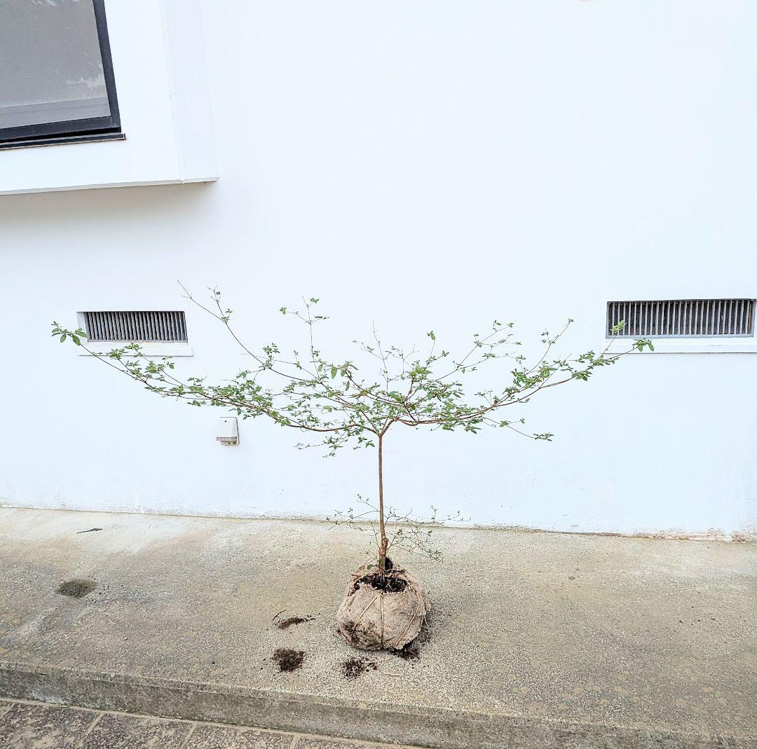 祝の盃形。。山採りヤマツツジ。 2026年最新】山採り ツツジの人気アイテム - メルカリ