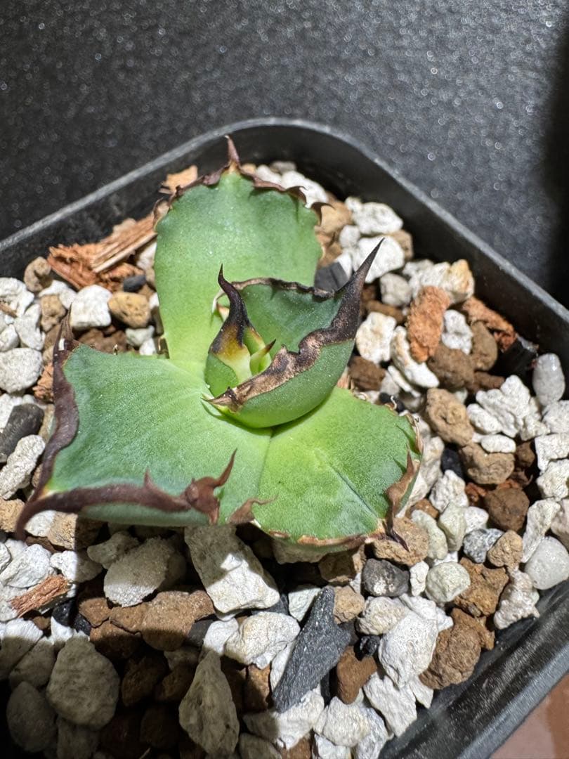 アガベ　黑曼巴　ブラックマンバ　lize血統