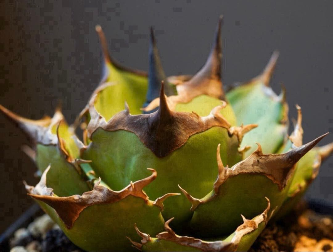 アガベ　黑曼巴　ブラックマンバ　lize血統