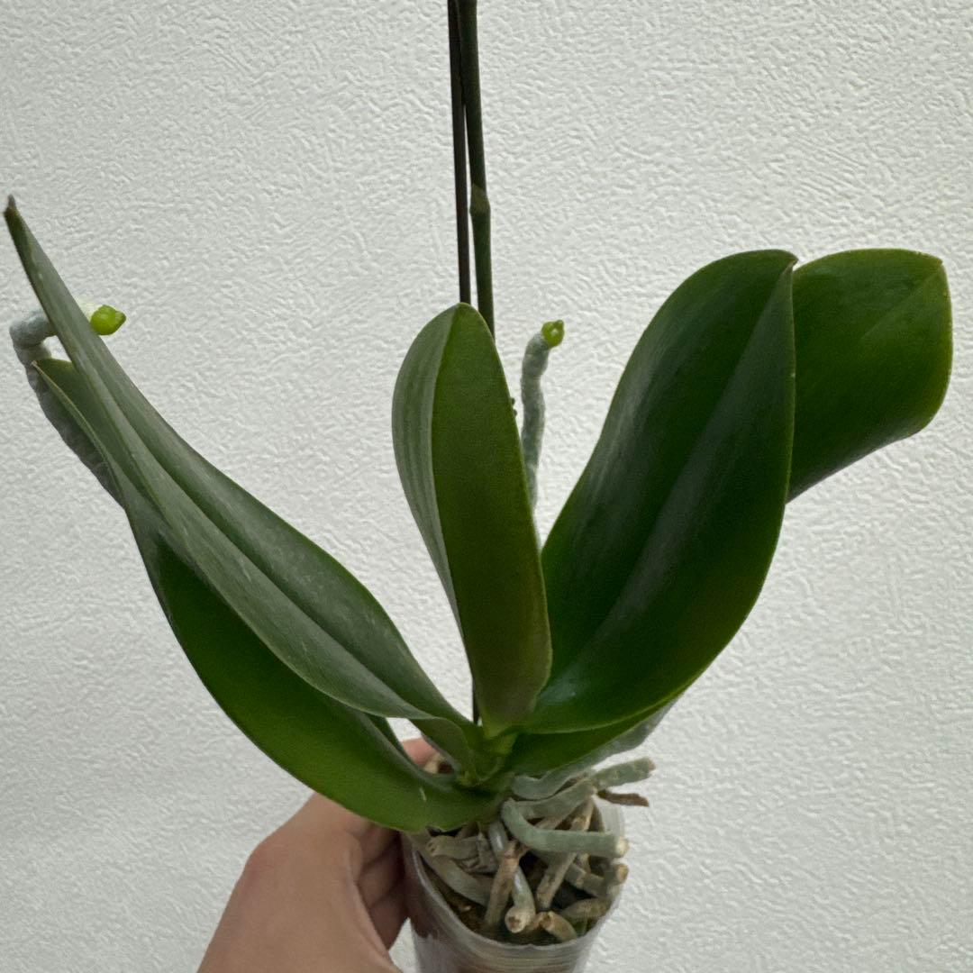 洋ラン洋蘭胡蝶蘭交配種コチョウラン Phal.Rea レア - メルカリ