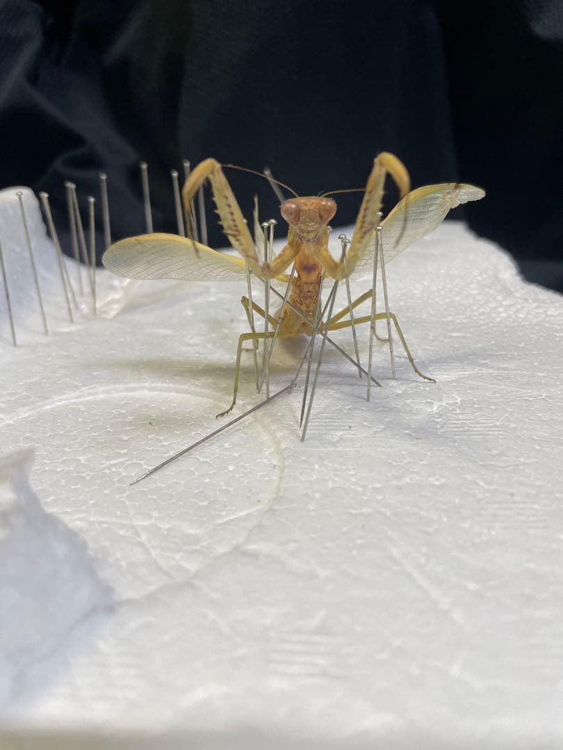 カマキリ 立体標本 - メルカリ