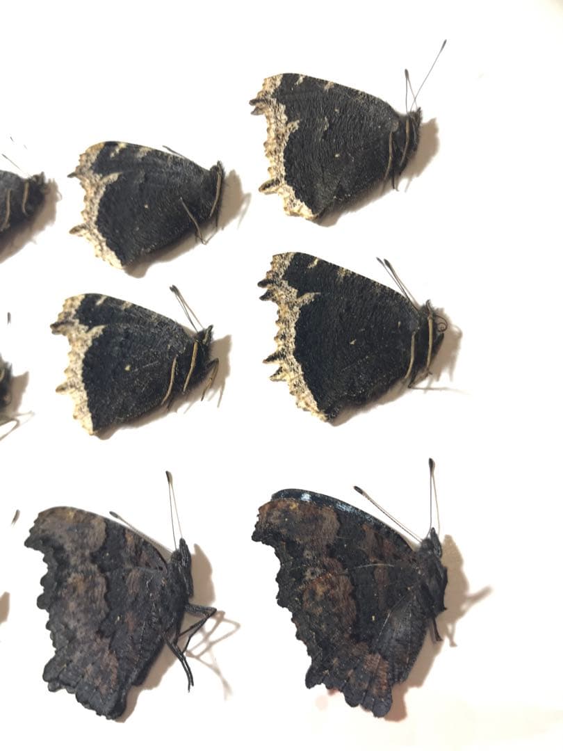 2025年産キベリタテハ11頭など 2025年産キベリタテハ11頭など