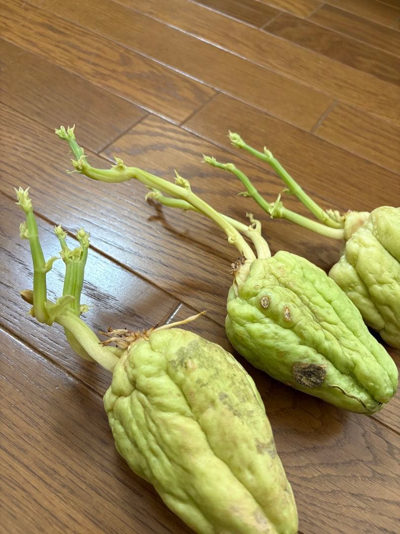 ハヤトウリ 種 苗 3個 富士山麓産 - メルカリ