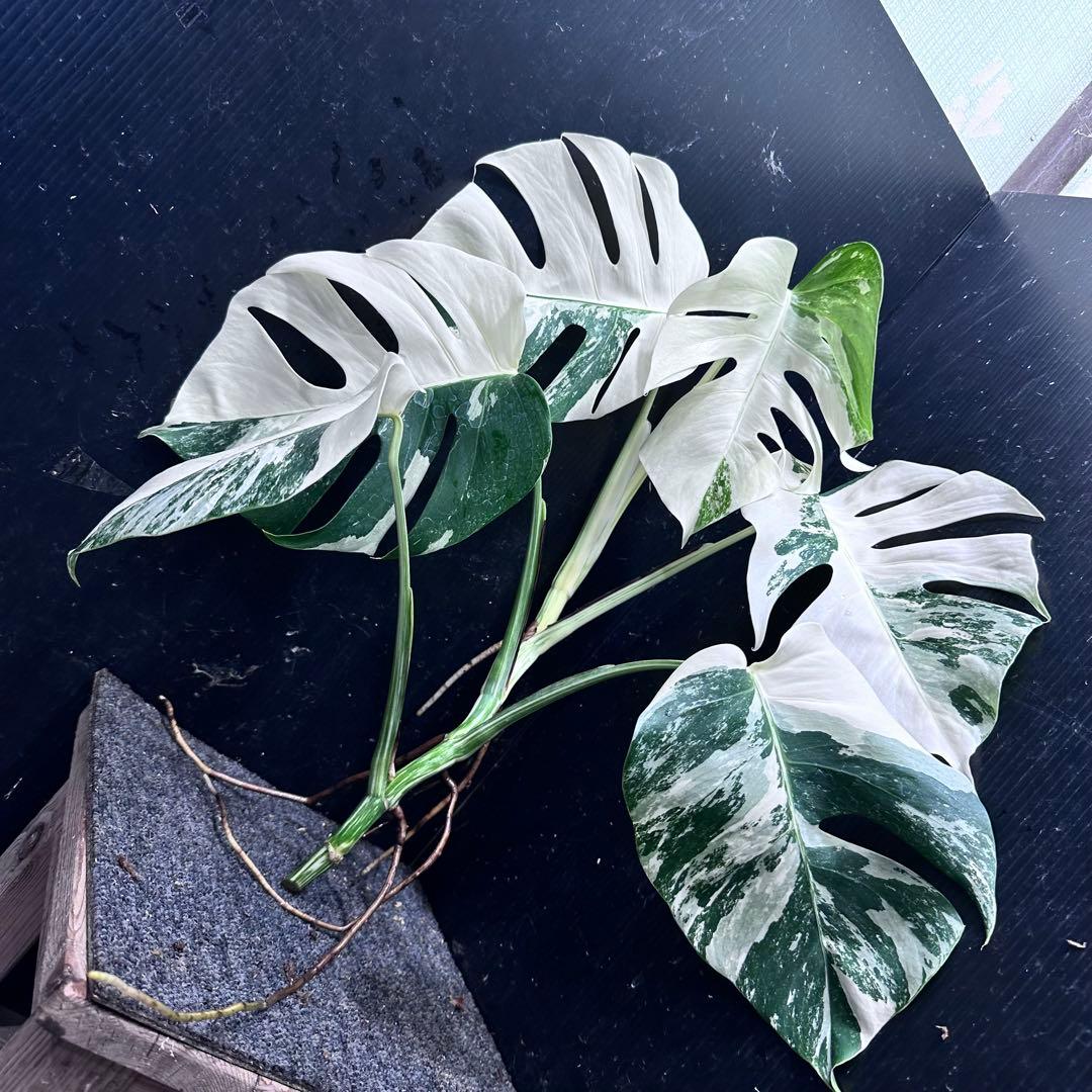 o*z様 斑入りモンステラホワイトタイガー47cm 大型葉 極美株
