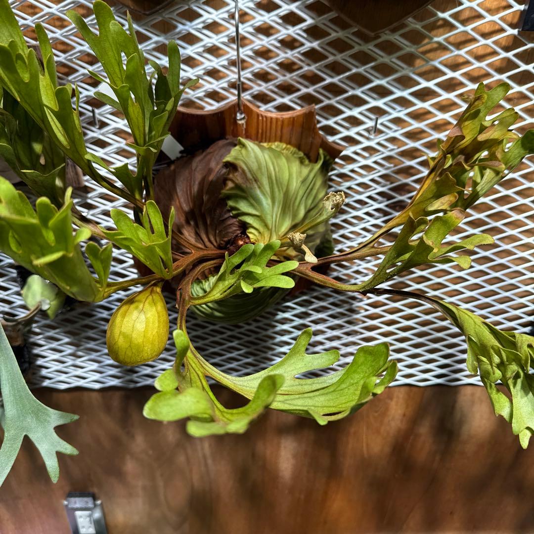 ビカクシダ リドレイ ワイルド 大株 三年育成 ウィリンキー ヒリー