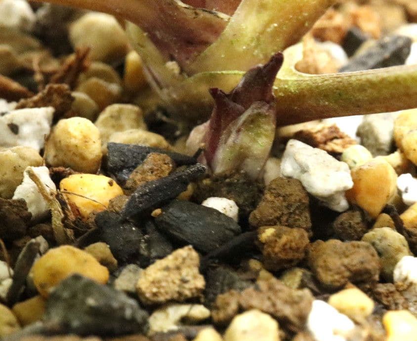 クリスマスローズ開花株 大木ナーセリー イリュージョン交配