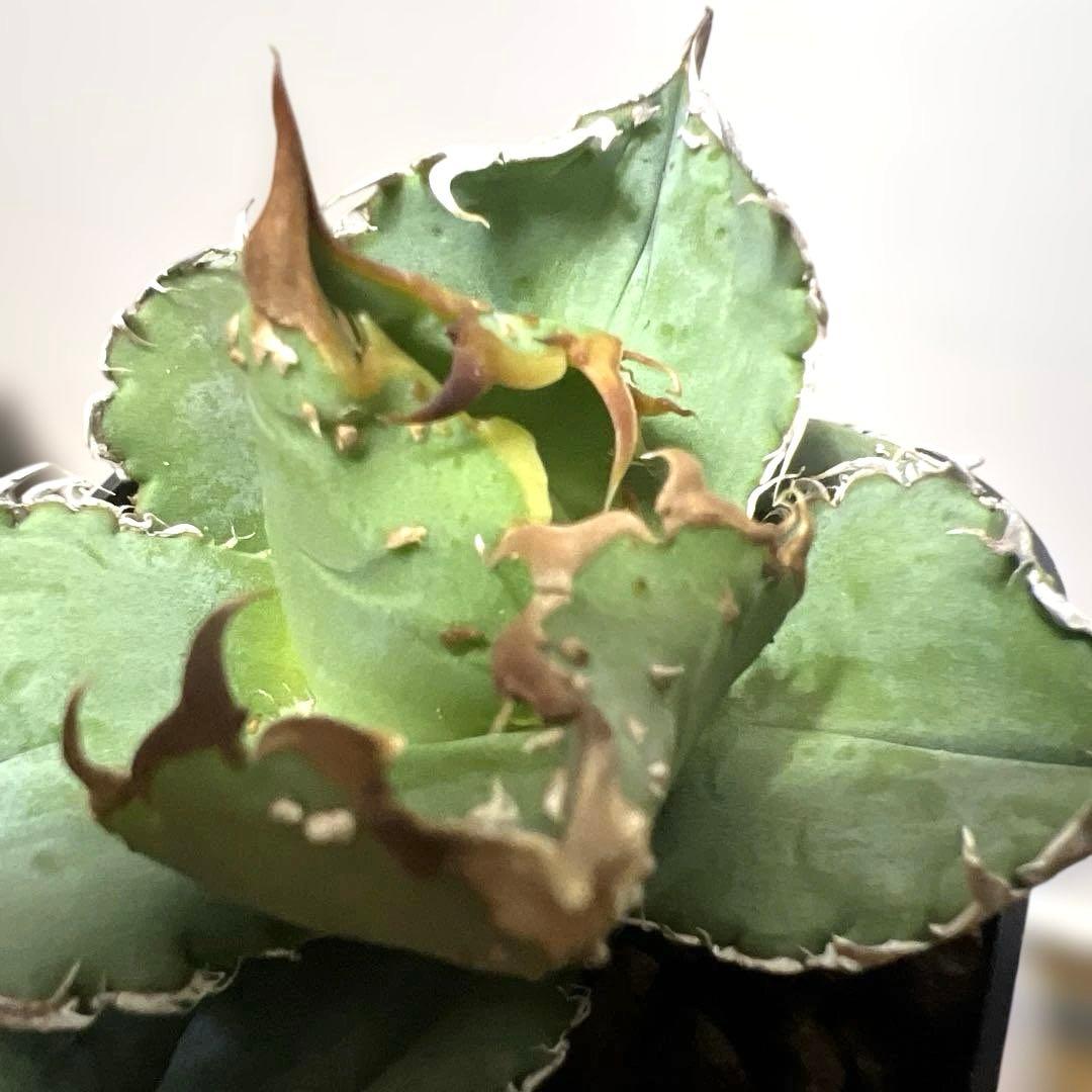 アガベ 鉢植発送 冰雹ブツブツ系 極上血統 超特選 スペシャル個体