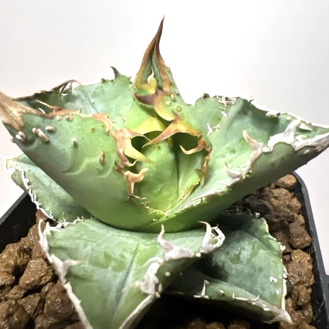 アガベ 鉢植発送 冰雹ブツブツ系 極上血統 超特選 スペシャル個体