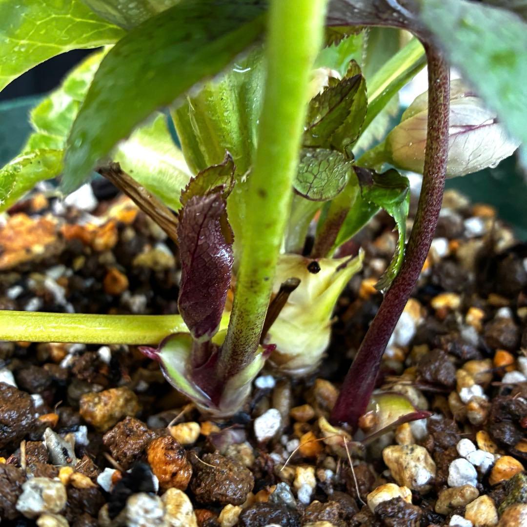 も*読様 530☘️ラスト2☘️蕾花タグ付☘️極上☘️特大SD⭐️蜃気楼⭐️コロ