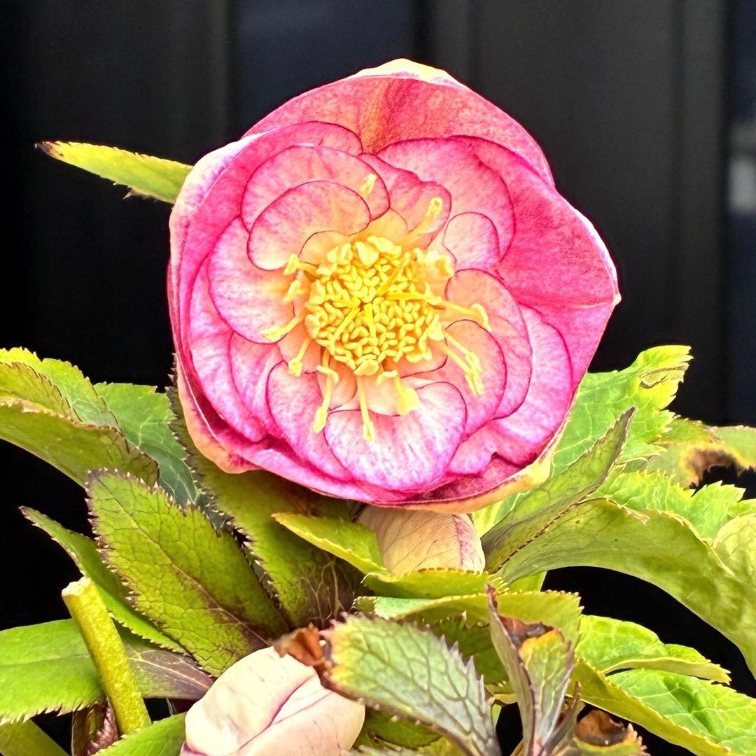 も*読様 530☘️ラスト2☘️蕾花タグ付☘️極上☘️特大SD⭐️蜃気楼⭐️コロ