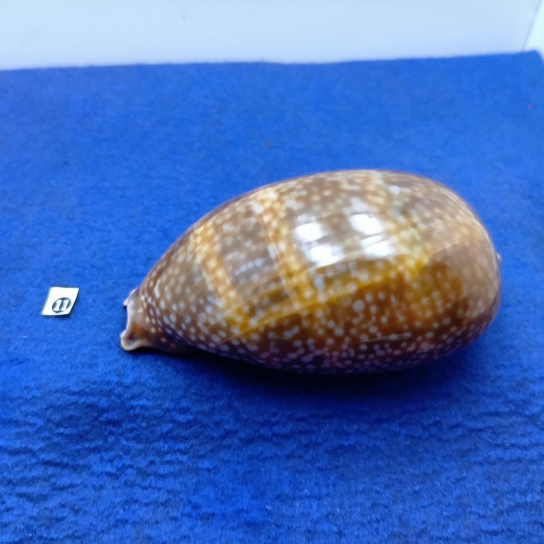 ⓯ -1貝標本シカダカラ