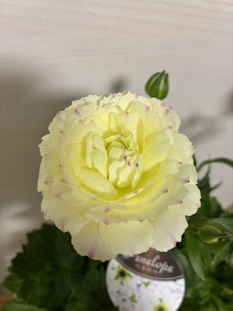 ラナンキュラスラックス 開花株 新品種 ペネロペ ディーバ ヘスティア