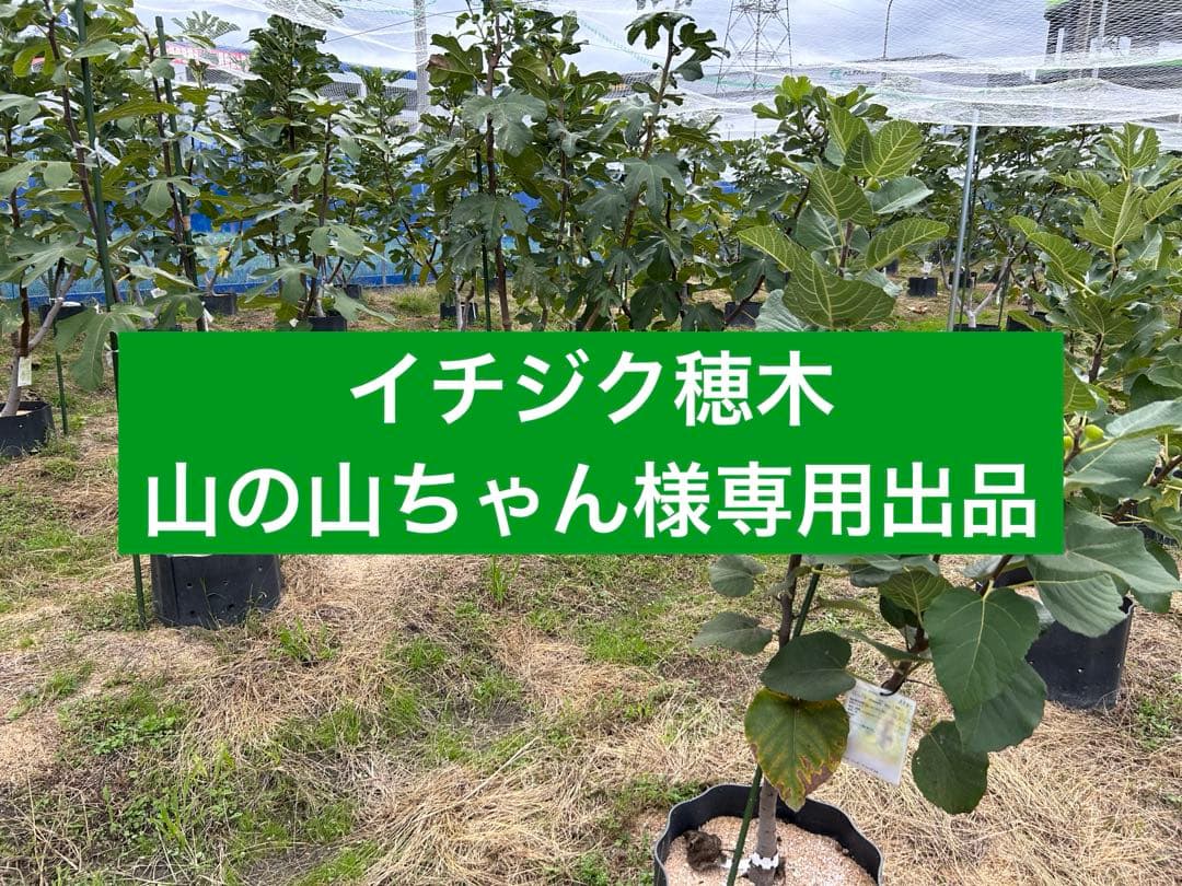 イチジク穂木専用出品です - メルカリ