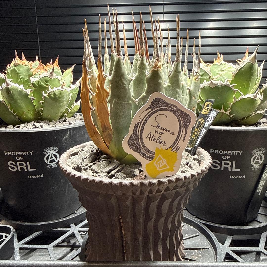 エボリスピナ　現地球　発根済 園芸ネット本店｜アガベ：ユタエンシス エボリスピナ（発根済み） 6号