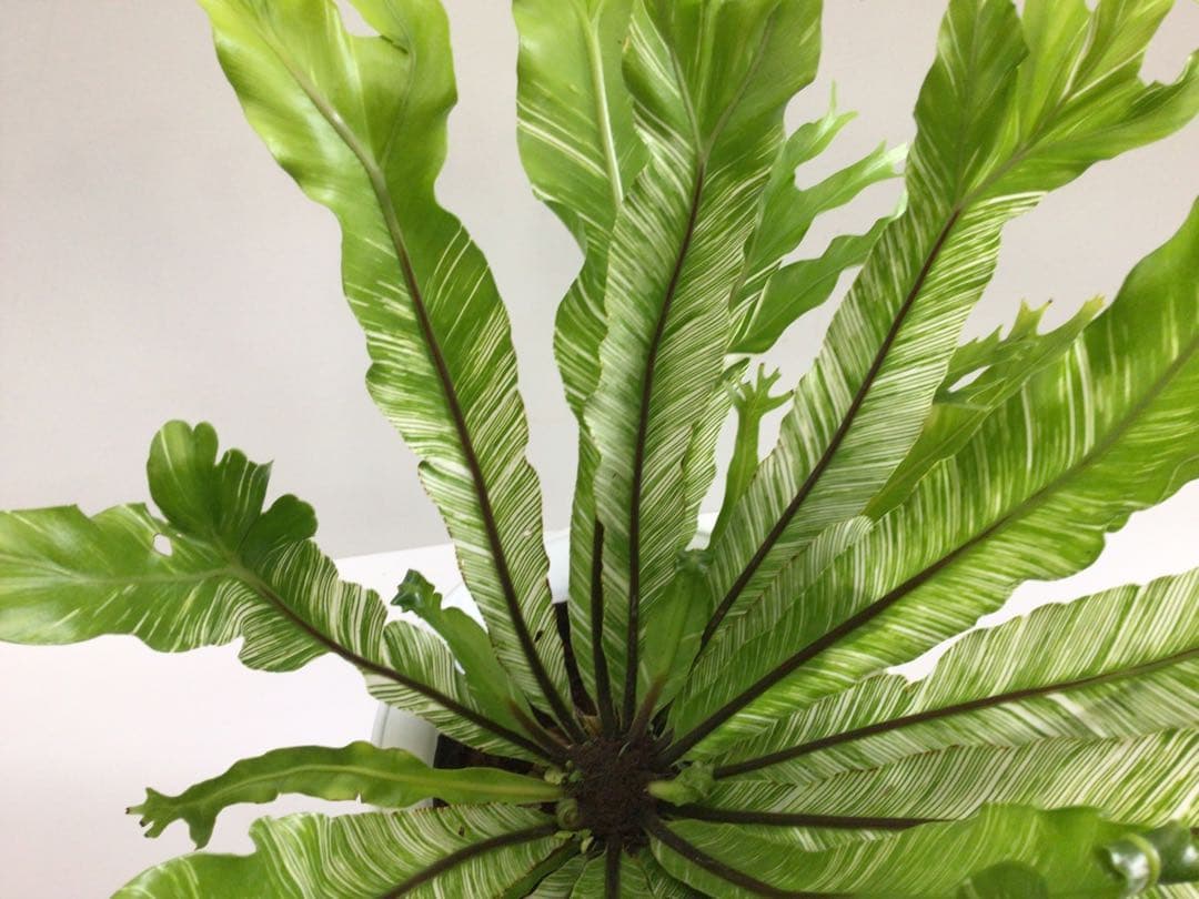 ⑤変葉木様お纏め専用商品‼︎ 斑入りアスプレニウム・ニダス