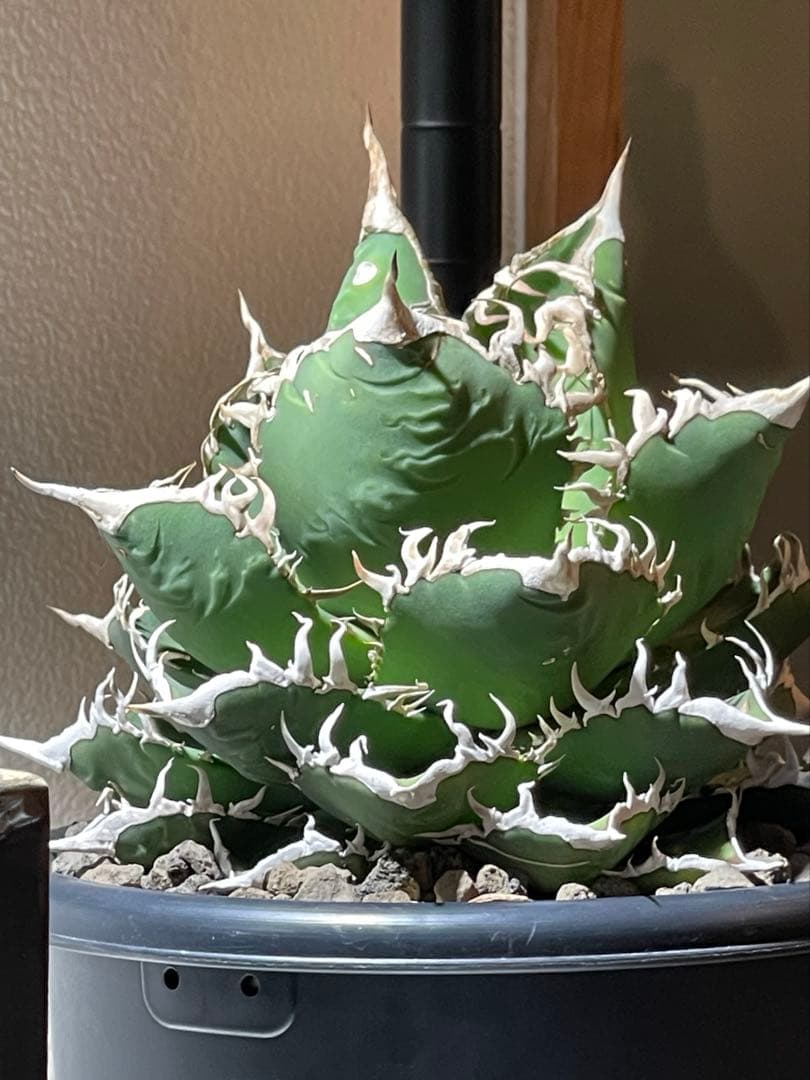 アガベ チタノタ(オテロイ)海王　親株出品　コレクション株 アガベ チタノタ(オテロイ)海王 親株出品 コレクション株 - メルカリ