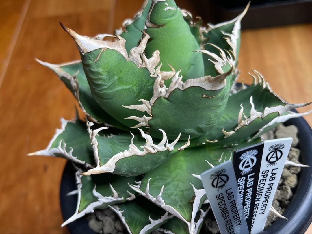 アガベ チタノタ(オテロイ)海王 親株出品 コレクション株 - メルカリ