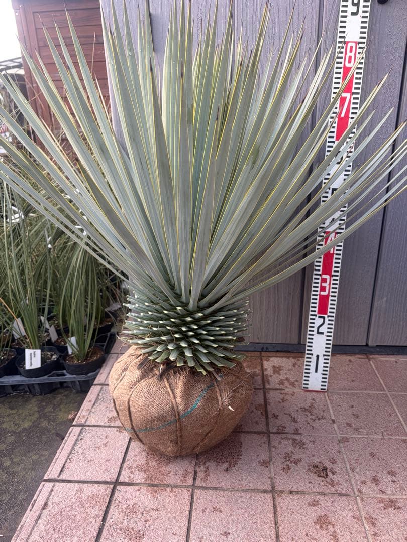 早いもの勝ち ユッカ ロストラータ 3 - メルカリ