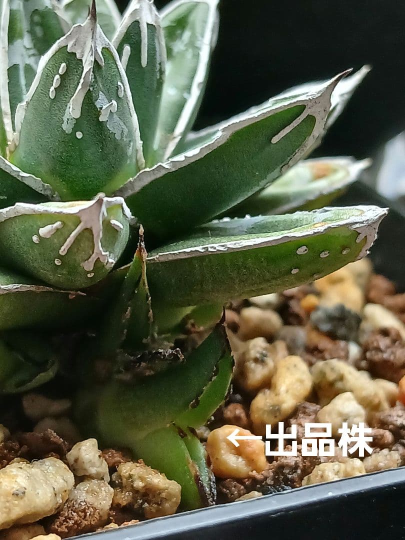 お*そ様 アガベ　名峰富士　仔株【希少　選抜】検索　ロウルサンコ　姫笹の雪　極姫