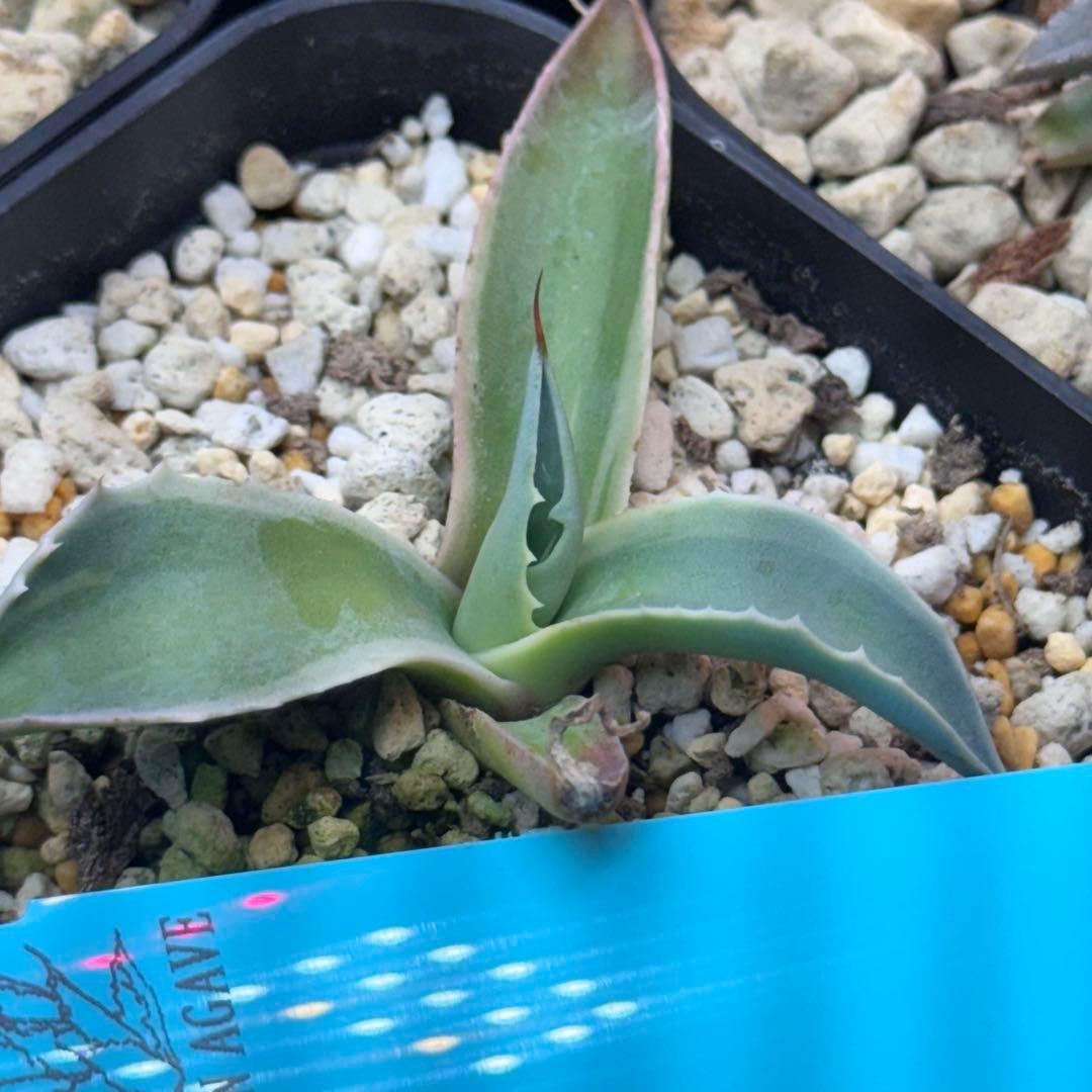 アガベ オバティフォリア モビー アメリカ輸入株 国内希少 - メルカリ