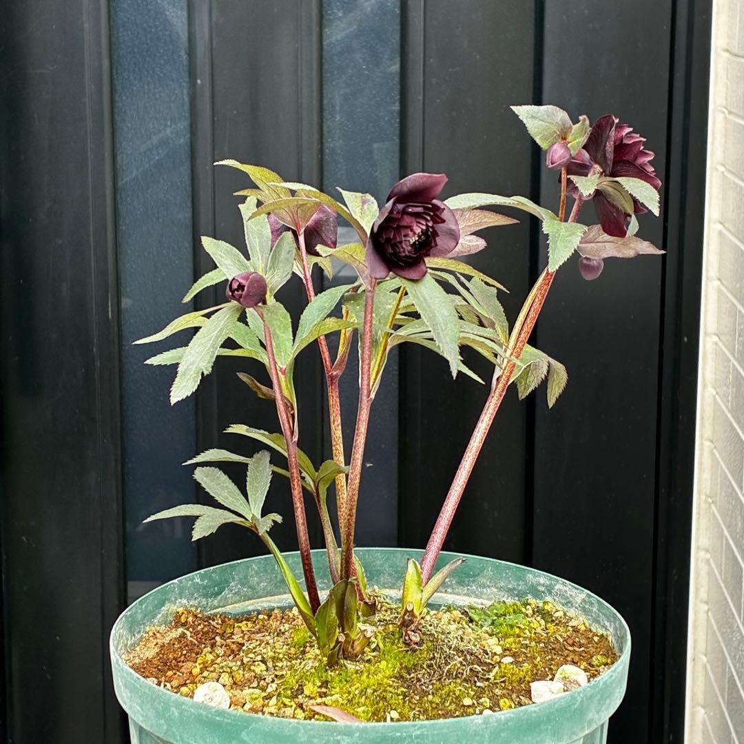 ま*こ様 3552☘️蕾花付き☘️親株☘️⭐️クレオパトラ⭐️小中輪⭐️超多弁⭐