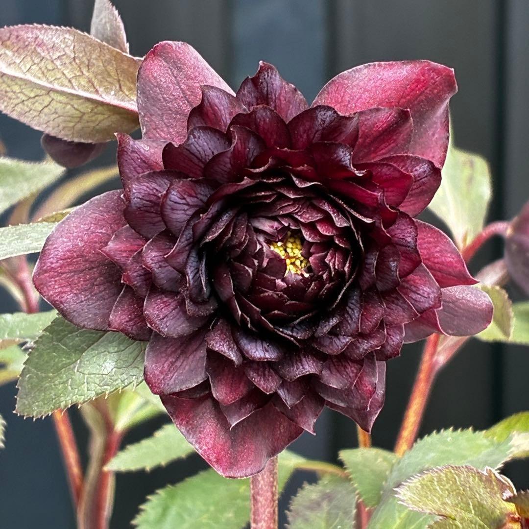 ま*こ様 3552☘️蕾花付き☘️親株☘️⭐️クレオパトラ⭐️小中輪⭐️超多弁⭐