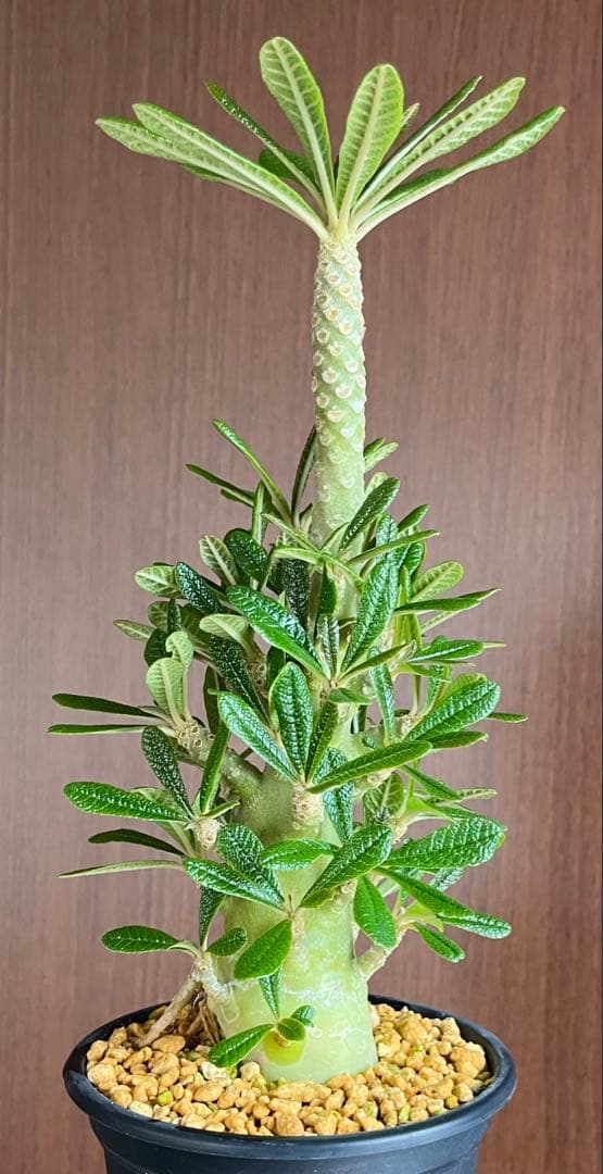 ちゃちゃ丸様 専用【レア/塊根植物】ドルステニア ギガス 鉢植え A-6