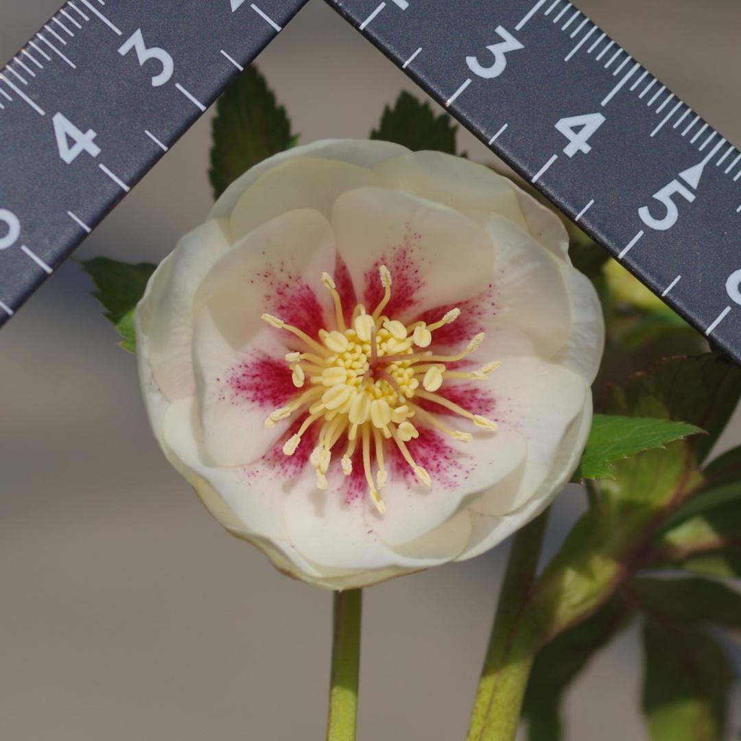 5665 ddオフホワイトゴールドフラッシュ クリスマスローズ開花 加藤