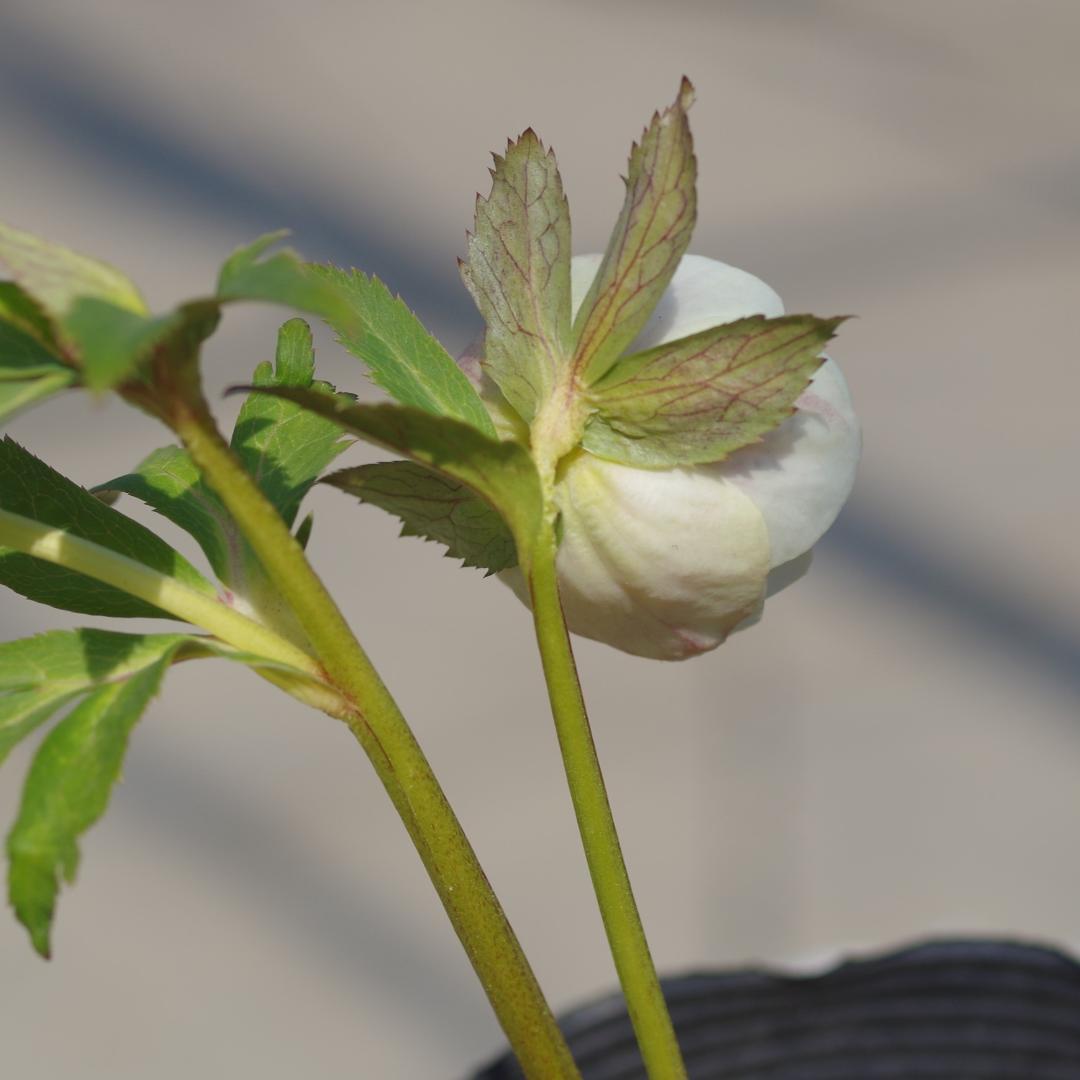 5665 ddオフホワイトゴールドフラッシュ クリスマスローズ開花 加藤