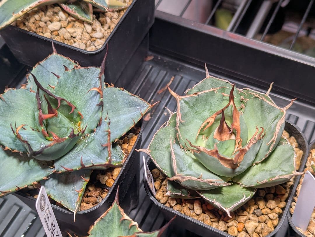 チタノタ「アオガラ 青雀」めちゃくちゃ綺麗な株 タグ鉢付き発送