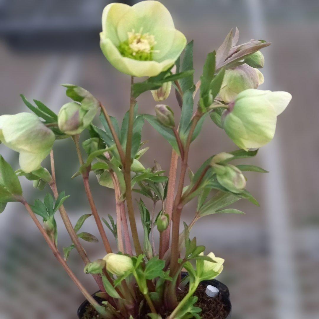 つぼみ、つぼみ！グリーンカップ、クリスマスローズ、大苗、開花株