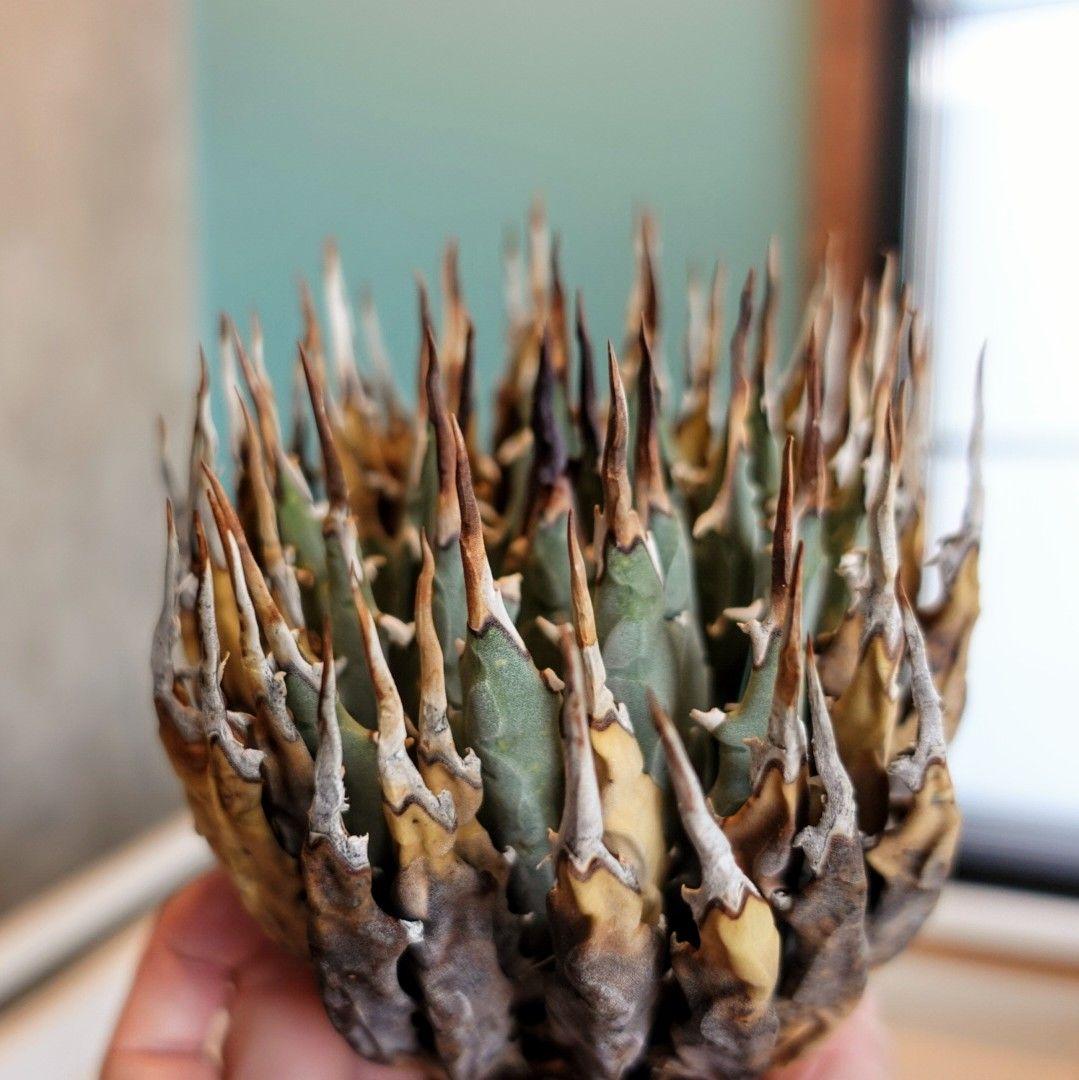 リ*ゴ様 【年末大サービス出品】陽炎・エボリスピナ/ベアルート株