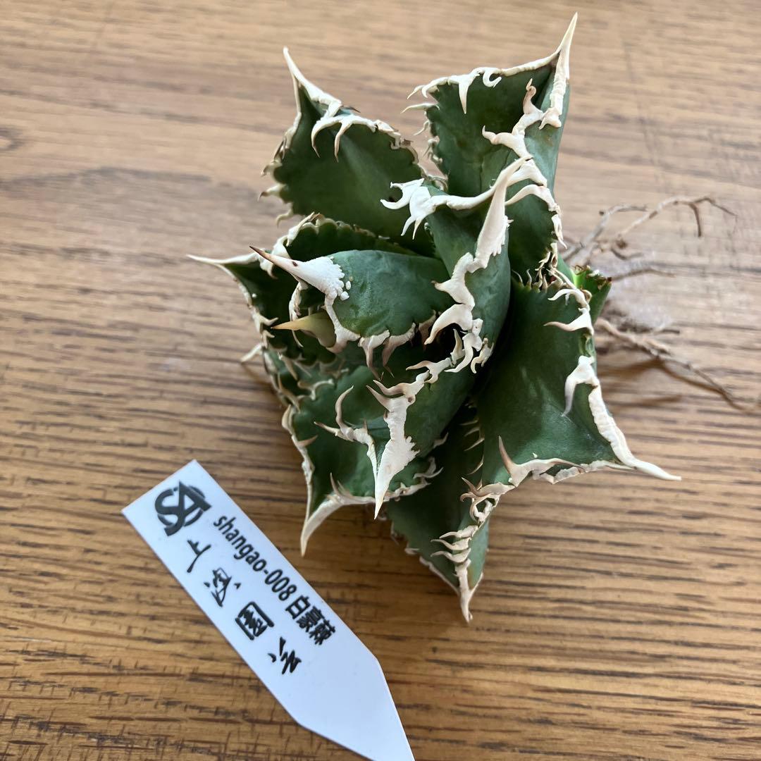 白豪刺 | STORES 【速達】15 特選 特大 子株付き アガべ チタノタ 白豪