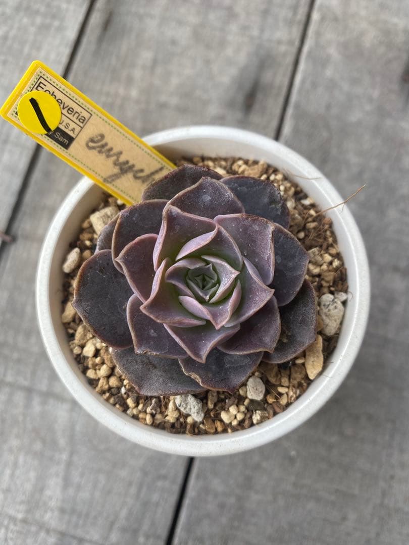 ① 希少丸葉タイプ エリキュラミス - メルカリ