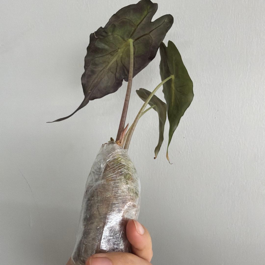 アロカシア ヴェノム Alocasia 'Venom' 管理番号s227 - メルカリ