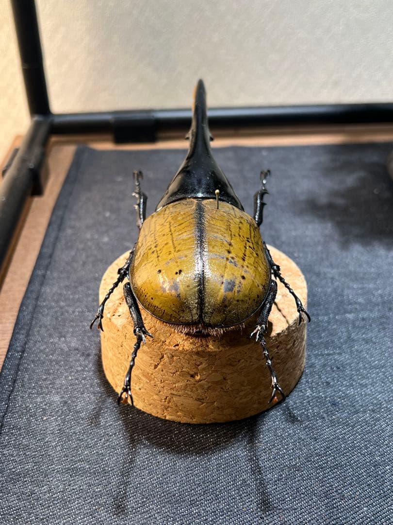 D*s様 D.hヘラクレス 大型 野外標本 - メルカリ