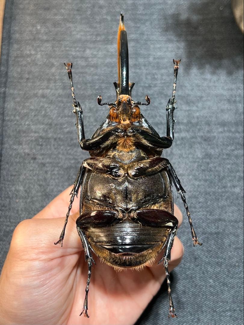 D*s様 D.hヘラクレス 大型 野外標本 - メルカリ