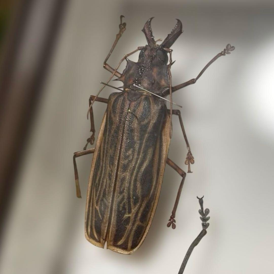 状態は悪いが古い標本で貴重 オオキバウスバカミキリ 標本 - メルカリ