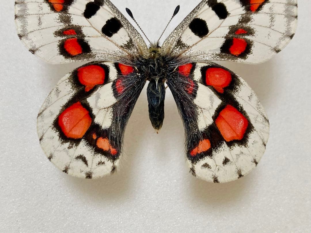 蝶標本】パルナシウス・ノミオン・コイワヤイ （1オス 中国/青海省産