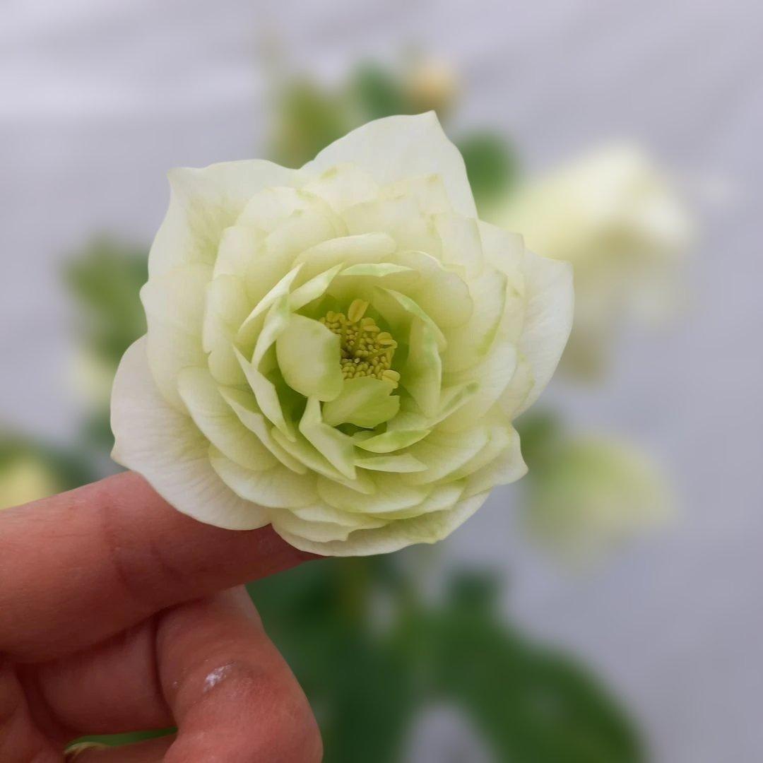 つぼみゴロゴロ♪清楚クリスマスローズ、大苗開花株 - メルカリ