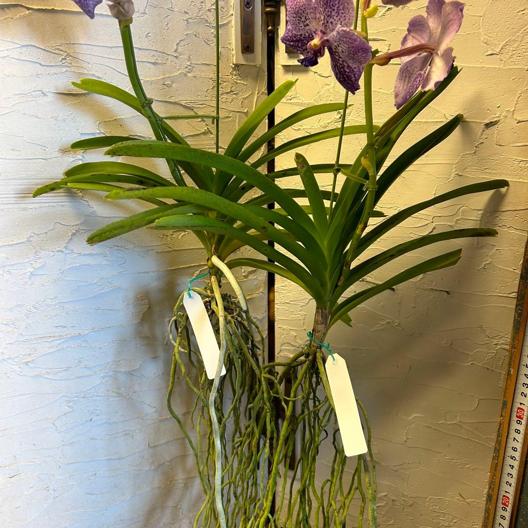 洋蘭 バンダ ハンギング 3株 | 激安通販のイーサプライ