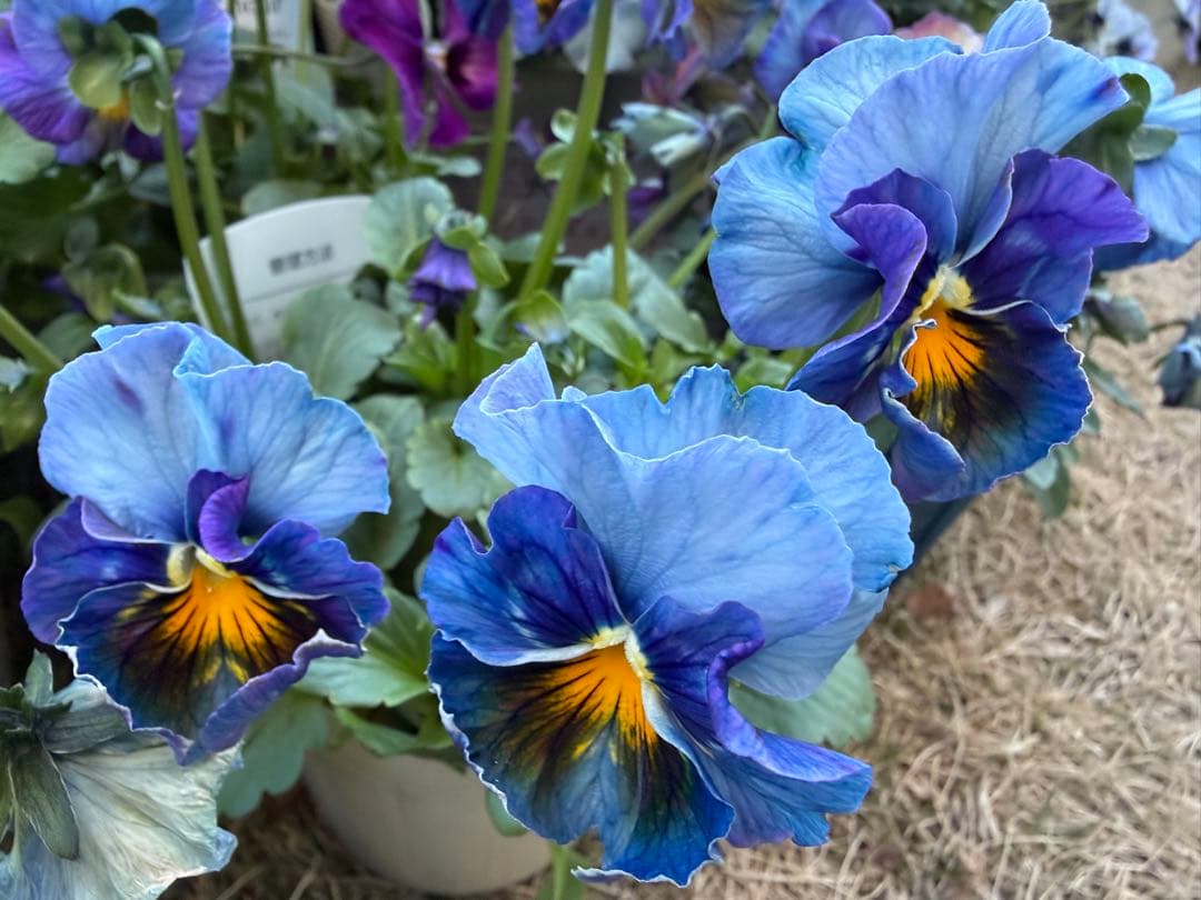 M*I様 べっぴんさん　みはなだ　マスク・ザ・ブルー　最終