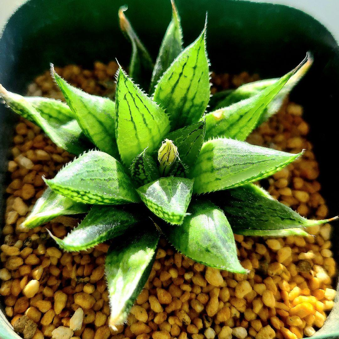 ナイルの一滴 実生選抜苗 特A ①多肉植物 ハオルチア アロエ - メルカリ