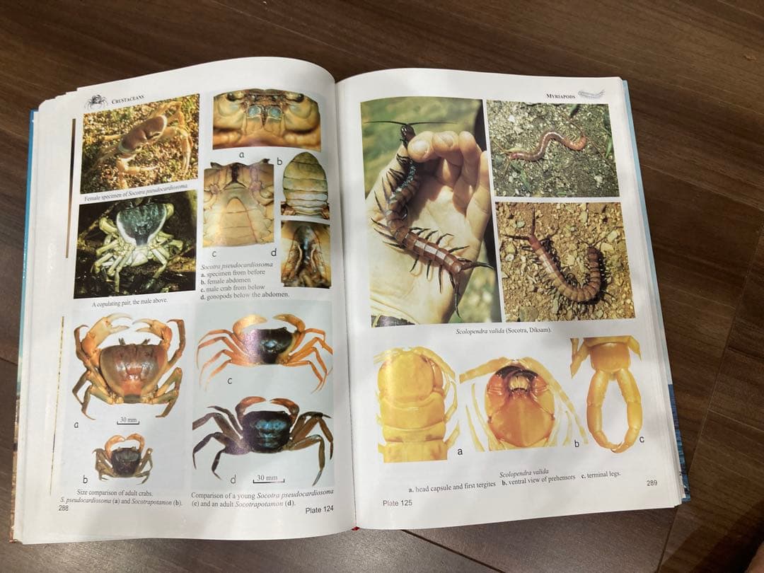 Fauna of the Socotra Archipelago Field - メルカリ