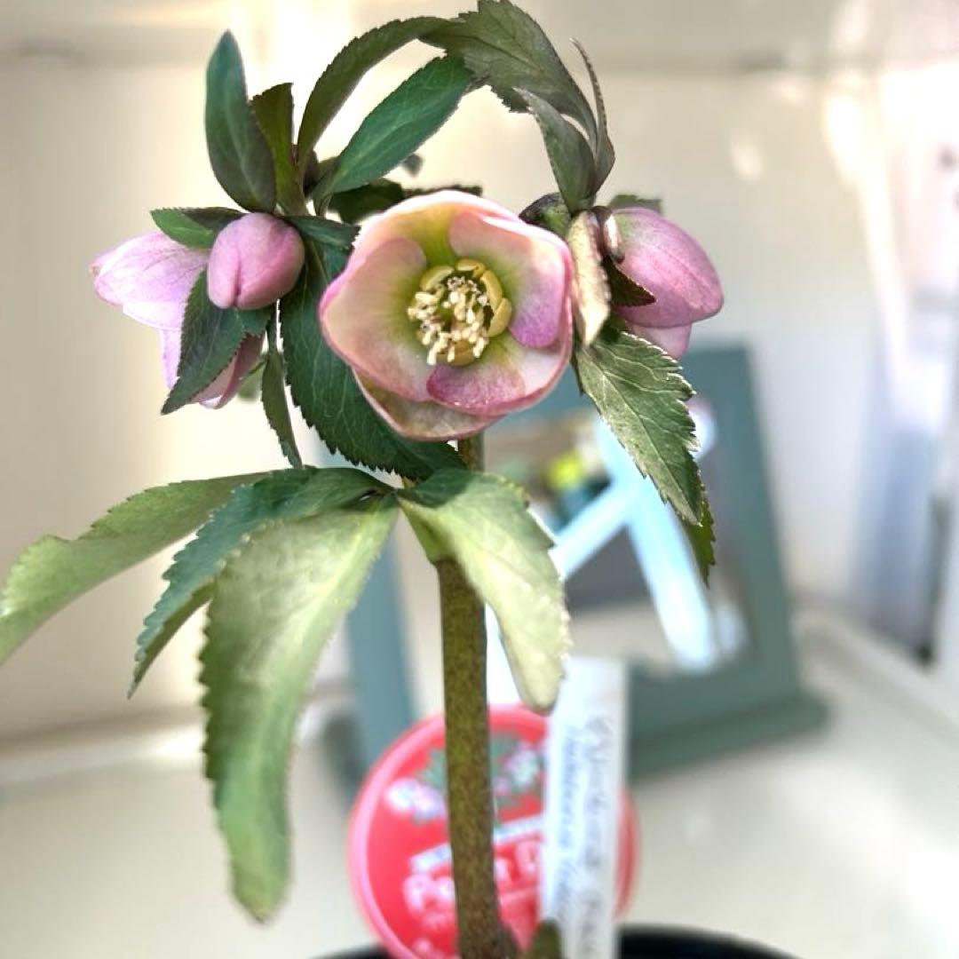 横山園芸】クリスマスローズ ベビードール 《2/21》 - メルカリ