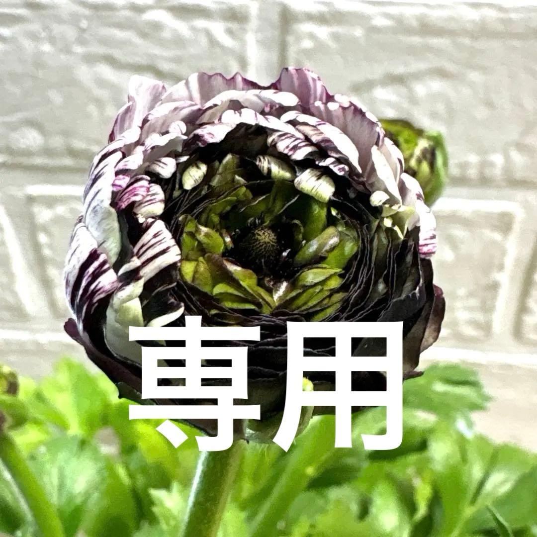 ジャイ様同梱用ラナンキュラスラックス♡イカロス♡3.5号ロング - メルカリ