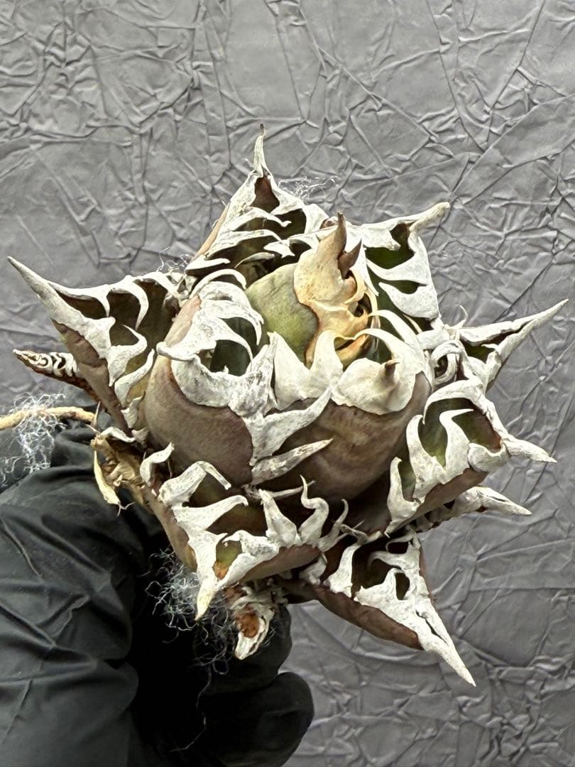 アガベ チタノタ “ゴリ猫”地獄猫 スーパーコンパクト 強棘 - メルカリ