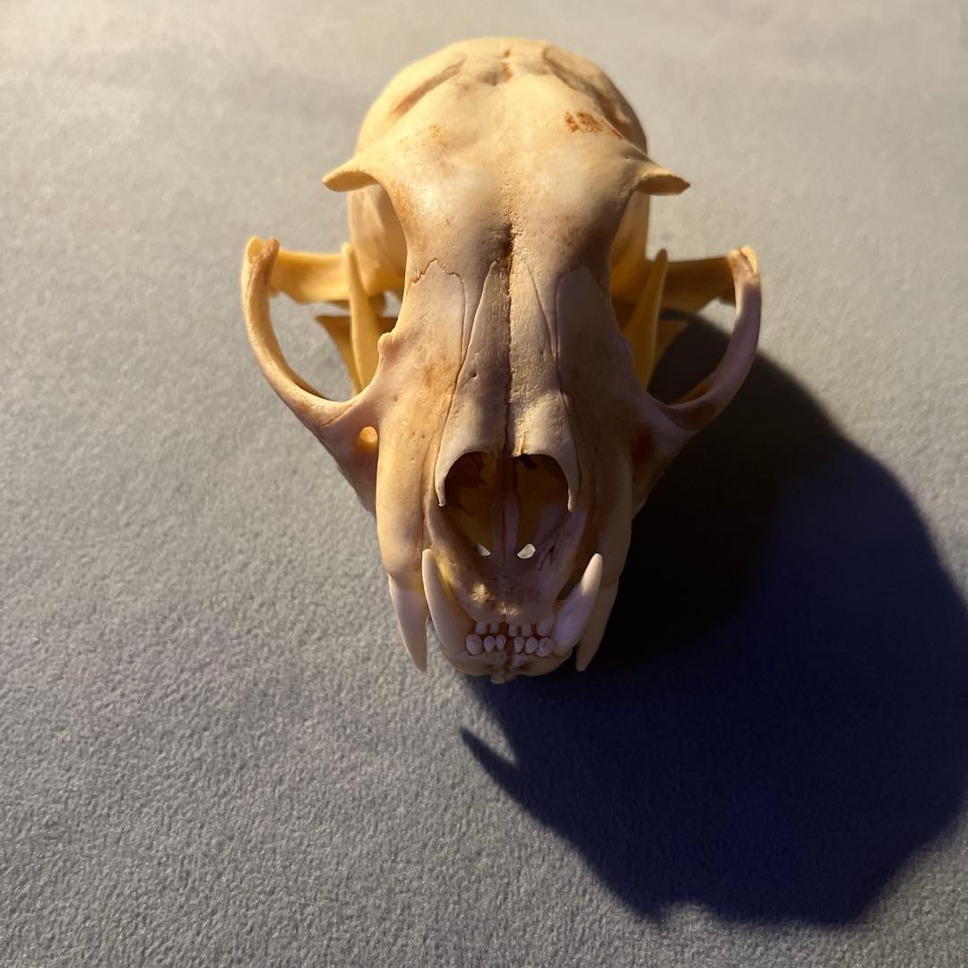 ボブキャット　頭骨　標本　骨格 即納☆ ボブキャットの頭骨（Lサイズ） - 頭骨・骨格標本・剥製販売