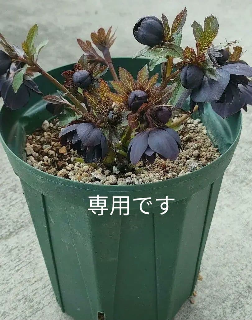 クリスマスローズ　超充実株　＆　大木ナーサリー4号鉢 クリスマスローズ 超充実株 ＆ 大木ナーサリー4号鉢